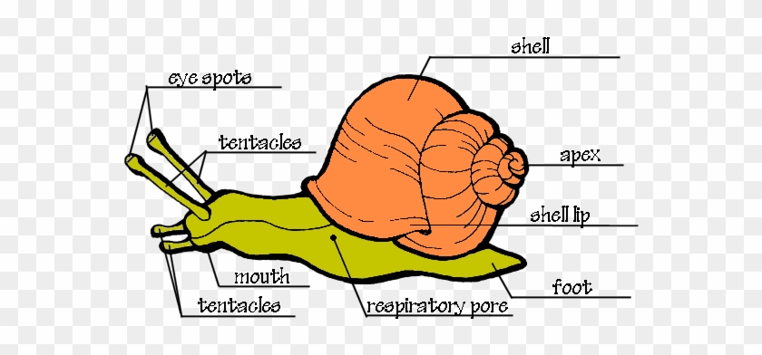 Snail Anatomy Diagram Ideas Anatomy Of The Snail Hi-res - Parts Of A Garden Snail #928323