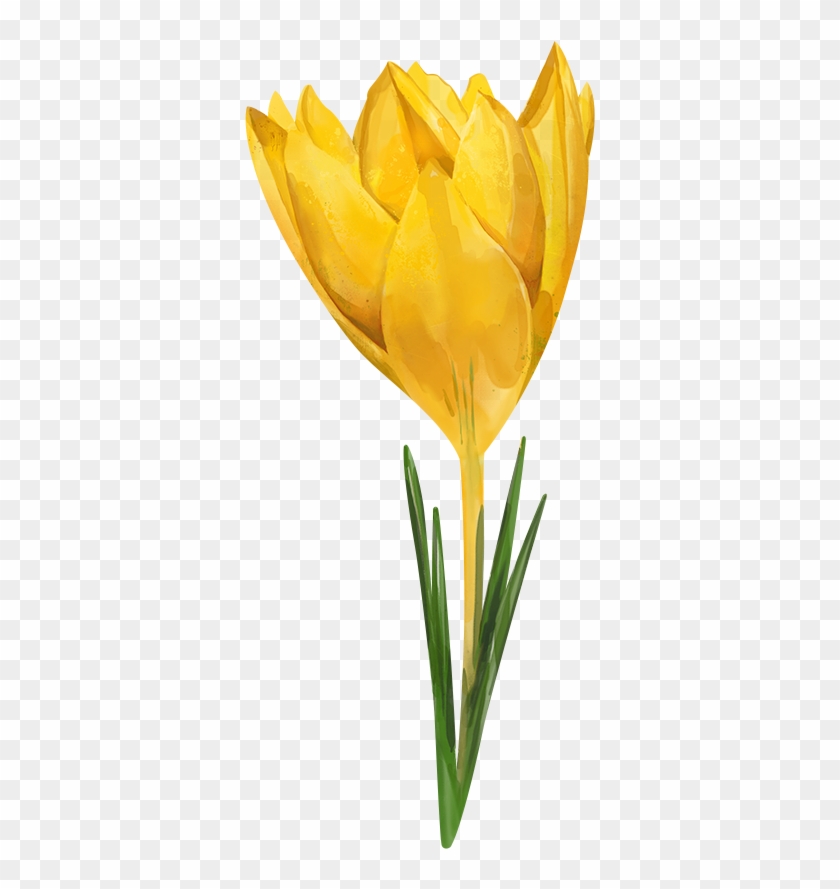 Tulip Watercolor Painting Flower Yellow Crocus Flavus - Watercolor Yellow Flower Png #928342