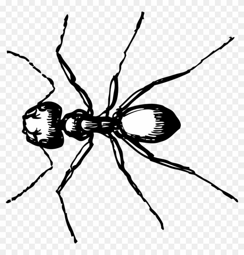 Ants Clipart Line Drawing - Ant Clip Art #929781