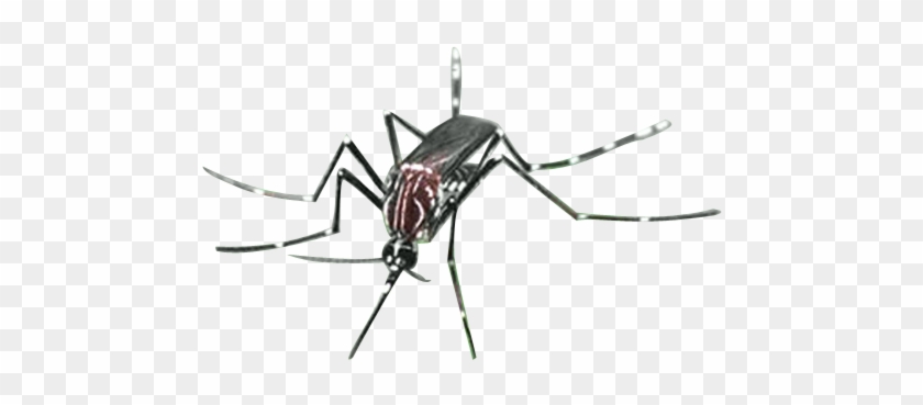 Bu-89 - Mosquitoes Png #930456