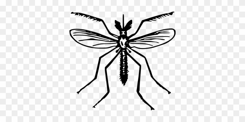 Animal Fly Insect Mosquito Mosquito Mosqui - Mosquito Clipart #930470