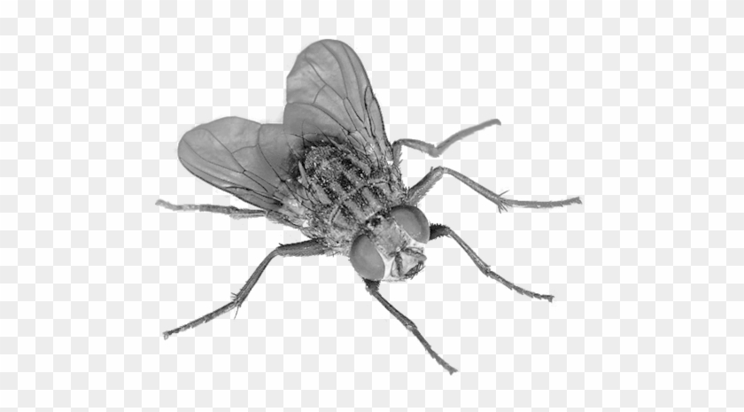 Insect Free Download Png - Flies Png #930489