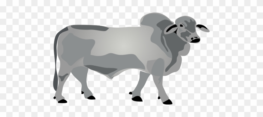 Ian Symbol Bos Primigenius Bull - Male Cow Cartoon Png #930627