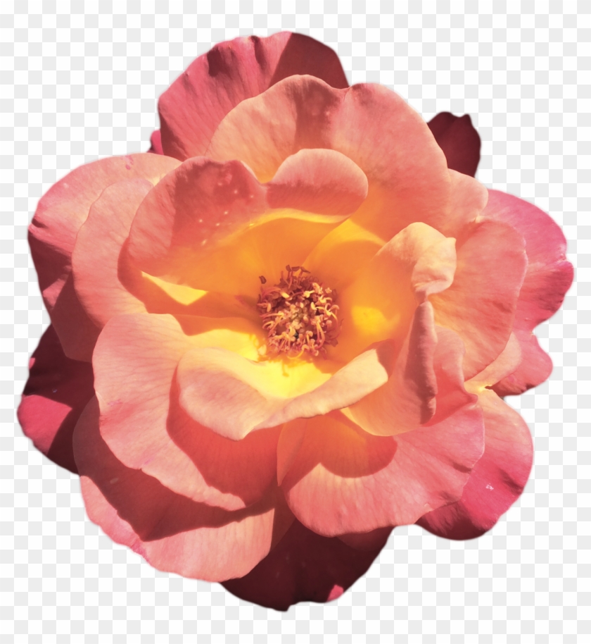 Rose Roses Flower Transparent Flower Transparent Rose - Rose #930652