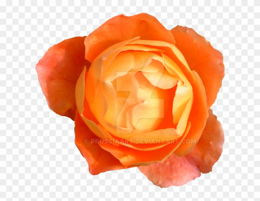 Orange Rose On A Transparent Background By Prussiaart - Rose #930715