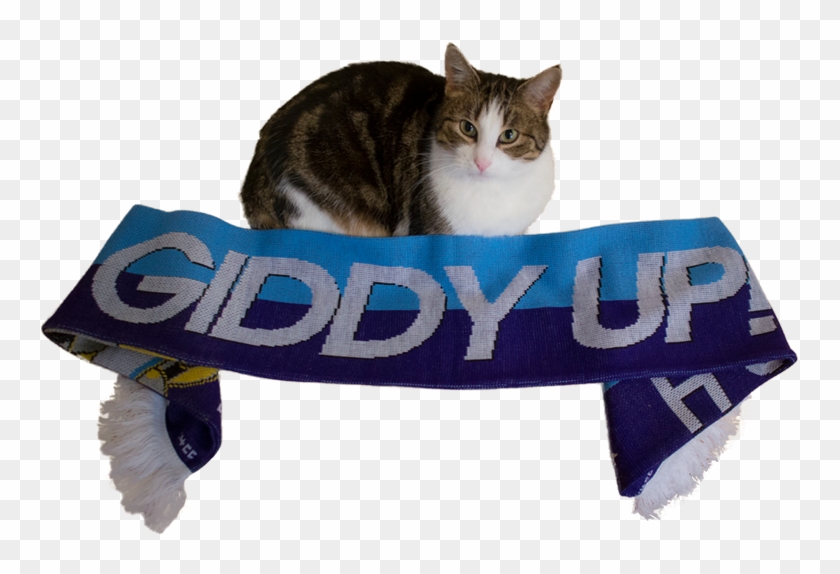 Posted - Mlp 4chan Cup Scarf #930791