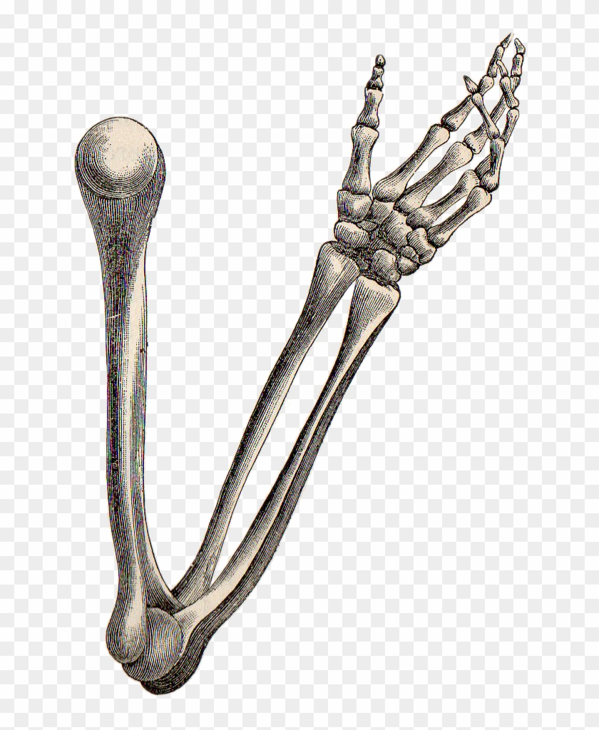 Skeleton Arm Reference #931092