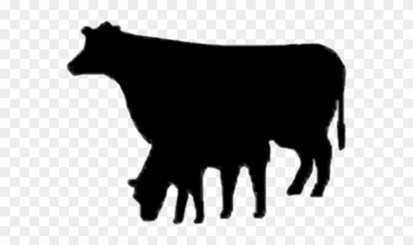 Angus Cattle #931549