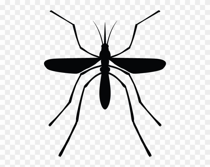 Mosquitos In Minnesota Homes And Offices - Service #932170