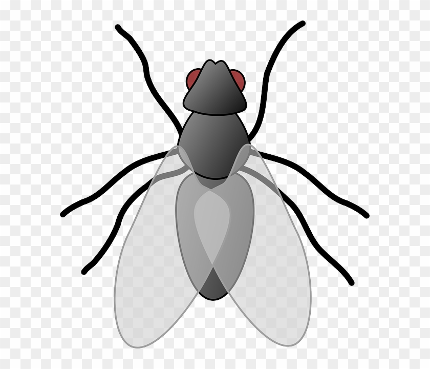 Mosquito, House, Black, Outline, White, Cartoon, Bugs - Insect Clipart #932177
