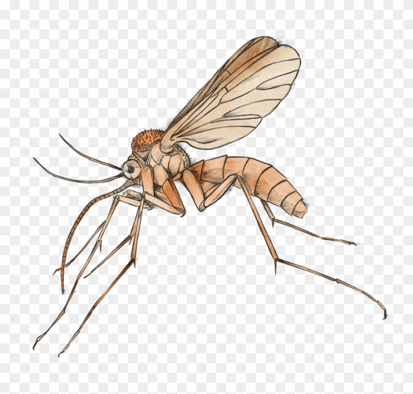 Mosquito Clipart Png - Hornet #932197