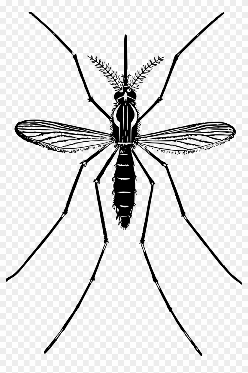 Mosquito Clip Art - Clipart Of A Mosquito #932236