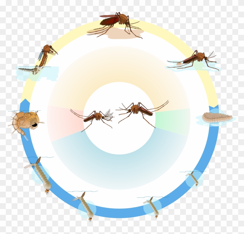 Culex Mosquito Life Cycle Nol Text - Anopheles Gambiae Life Cycle #932317