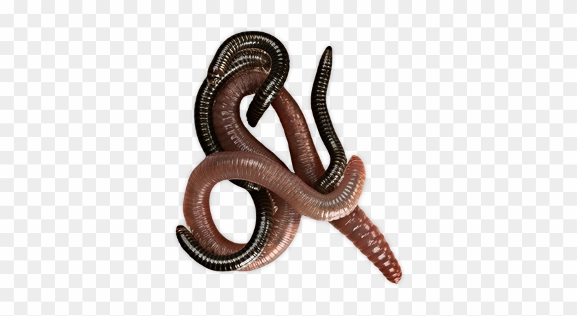 Worms - Worms Png #932383