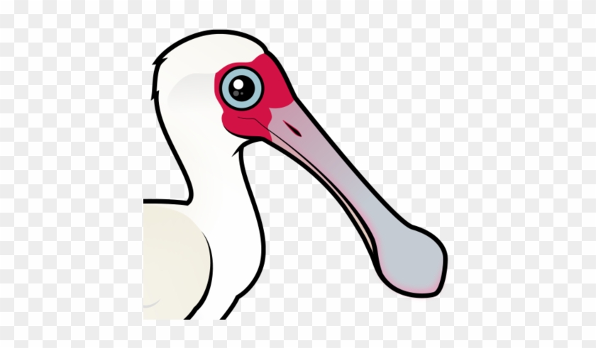 About The African Spoonbill - African Spoonbill #932473
