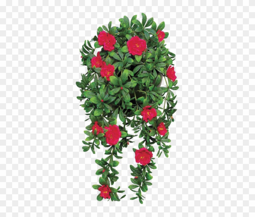 Free Flower Vine Png - Planta Gerânio #932733