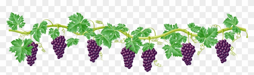 Vine Decorative Element Png Clipart Picture - Grape Vine Clip Art #932814