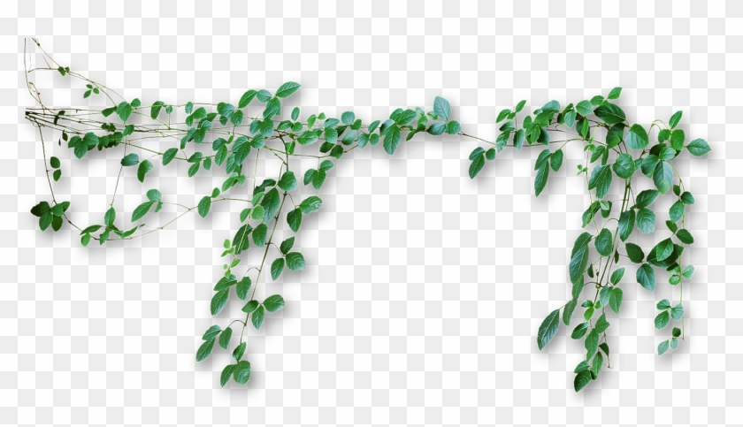 Vines Png - Vines Png #932863