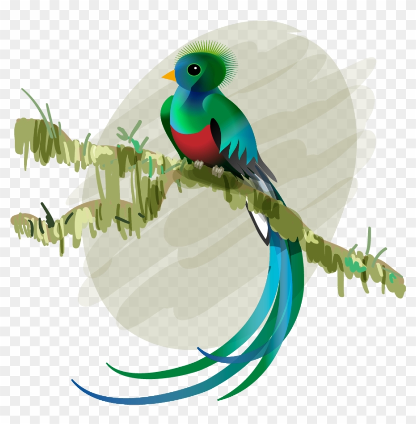 Budgerigar Bird Resplendent Quetzal Feather El Quetzal - Cola De Quetzal Ave A Colores Vector #933832