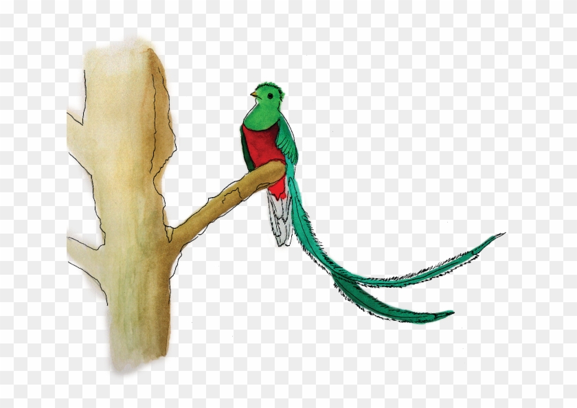 Across Time And Cultures, The Resplendent Quetzal Has - Illustration #933833