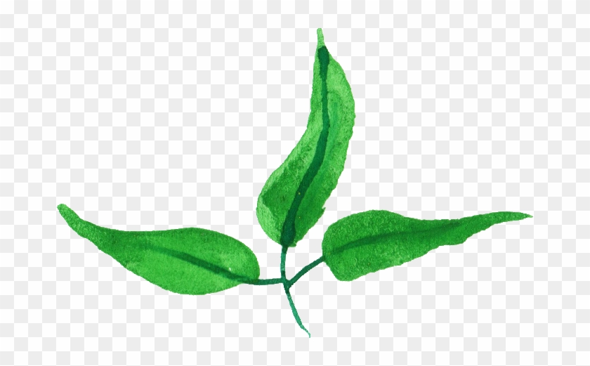 Free Download - Tea Plant #933986