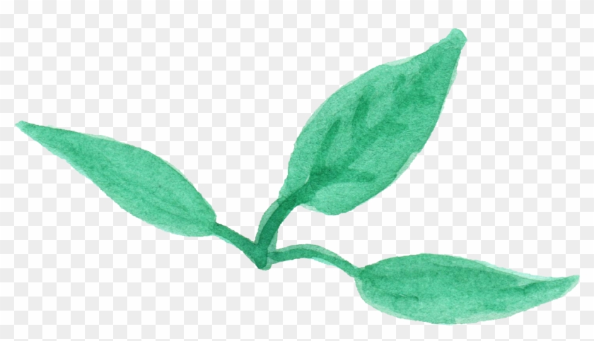 12 Watercolor Leaf Png Transparent Vol 2 Onlygfxcom - Honeysuckle #934073