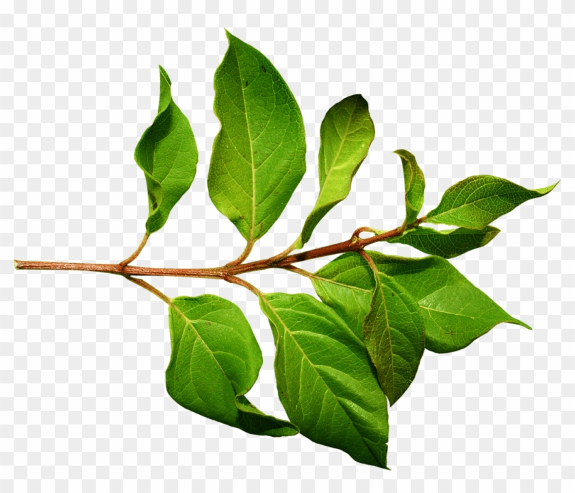 Leaves Png Transparent Images - Pear Branch+ Png #934172