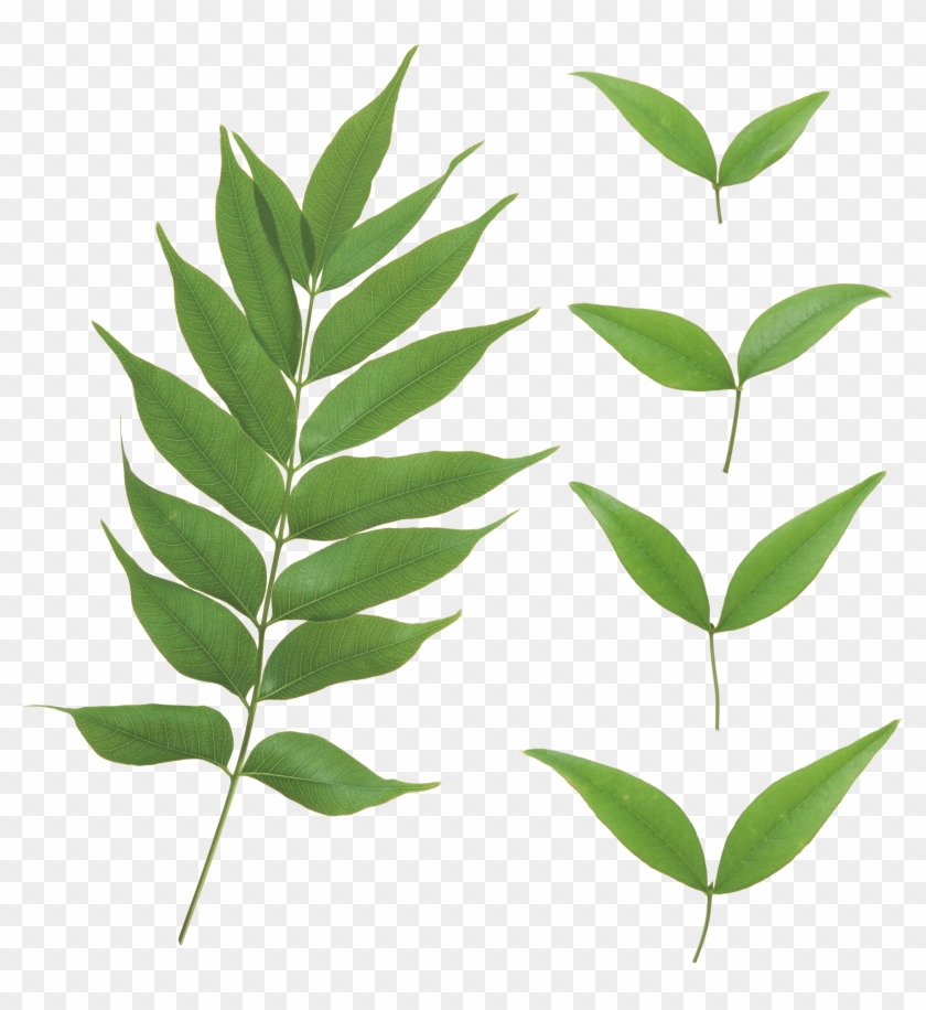 Leaf Png File - Green Leaf Transparent Background #934184