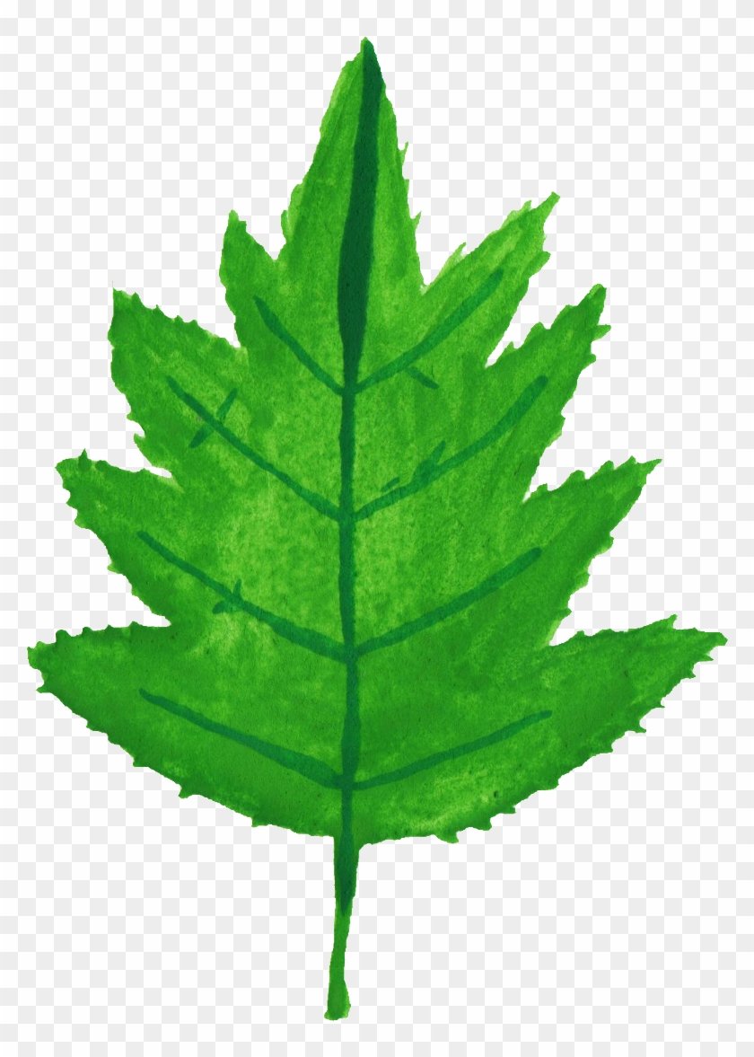 30 Watercolor Leaf Vol - Tithonia Diversifolia Leaf Drawing #934196
