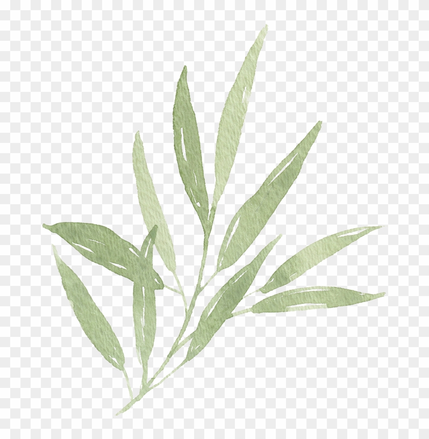 Watercolor Leaf Branch 01 - Watercolor Leaves Png Transparent #934207