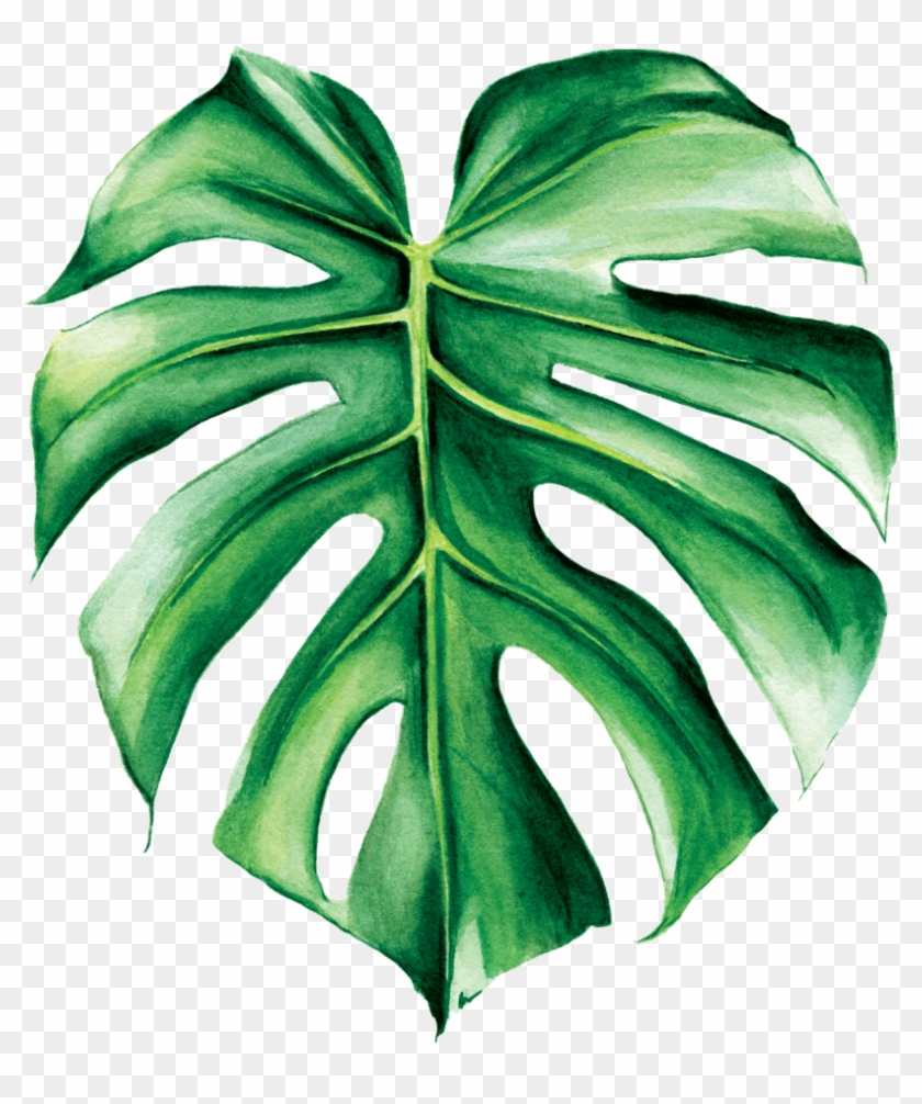 Watercolor Tropical Monstera Leaf (PNG Transparent)