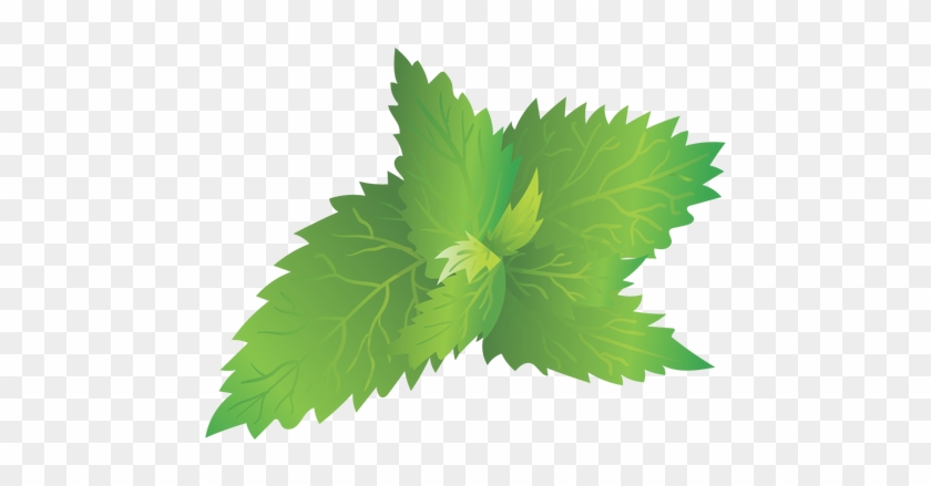 Stinging Nettle Illustration Transparent Png - Nettles Png #934450