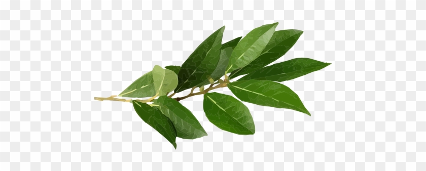 Bay Leaf Herb Illustration Transparent Png - Herb #934468