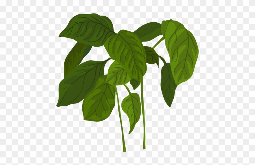 Green Basil Herb Illustration Transparent Png - Herbs Vector Png #934469