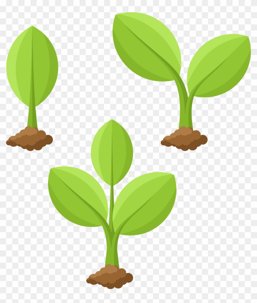 Plant Cartoon Illustration - Plant Growing Cartoon #934493