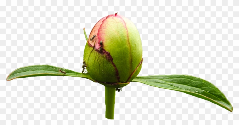Ants On Light Pink Peony Bud Png By Bunny With Camera - Bud #934495