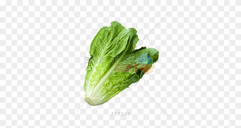 Stock Photo Of Romaine Lettuce Isolated On Transparent - Parris Island Cos Lettuce #934497