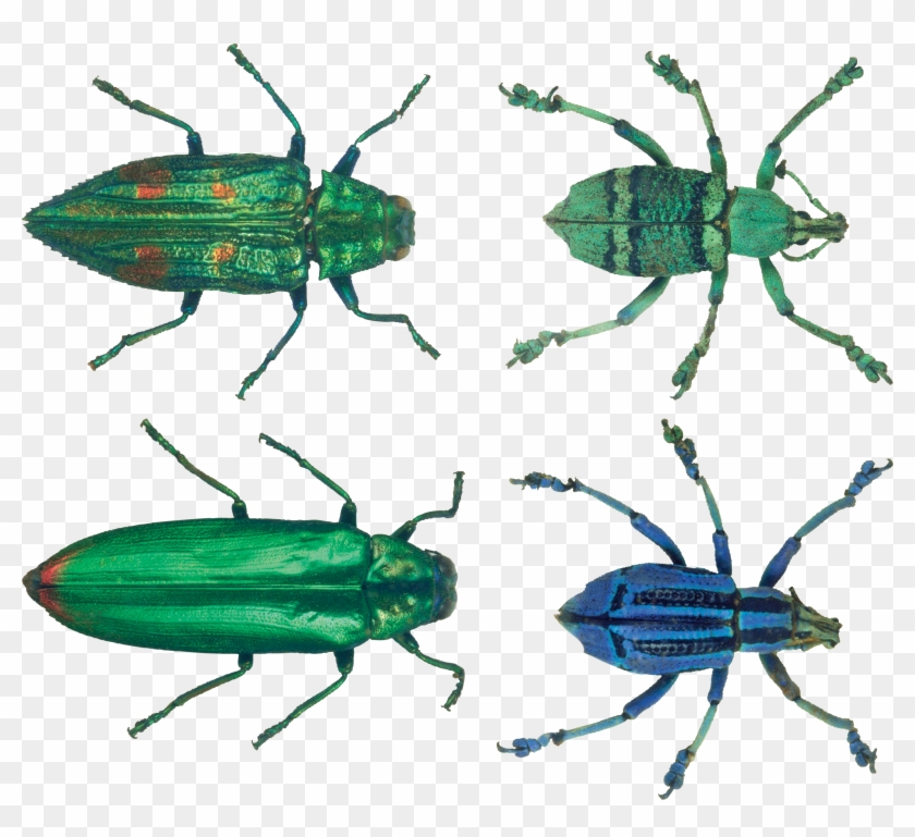 Transparency Bugs Png Image - Insect #934507