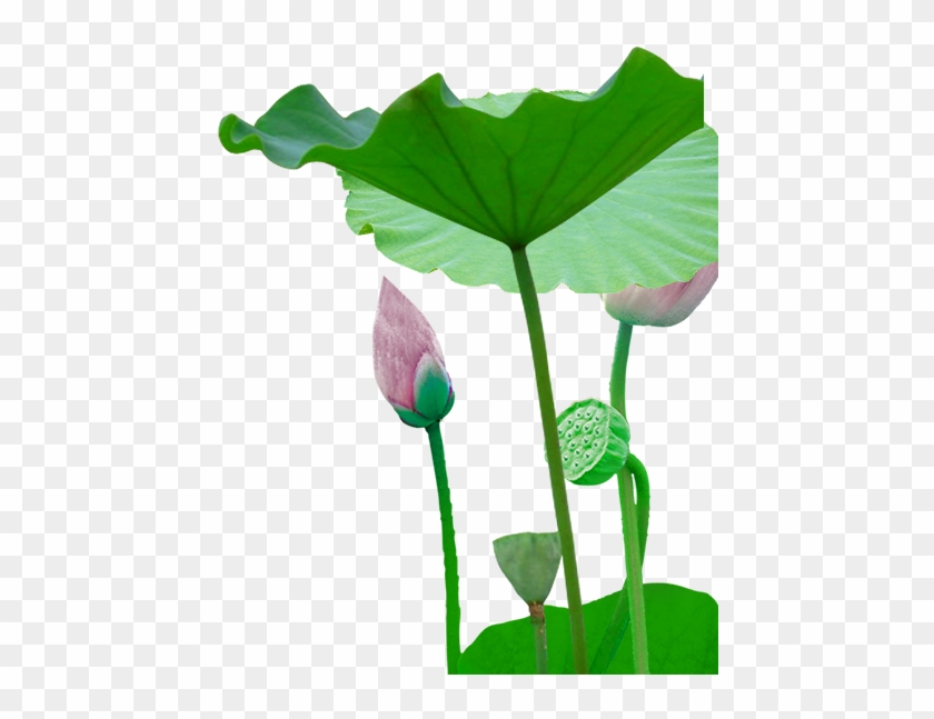 Leaf Bud Plant Stem Flower - Sacred Lotus #934506