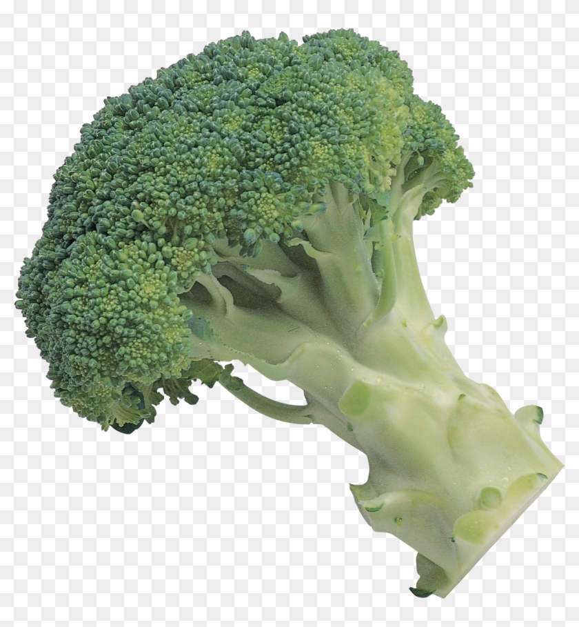 Broccoli Clipart Transparent - Broccoli With A Transparent Background #934512