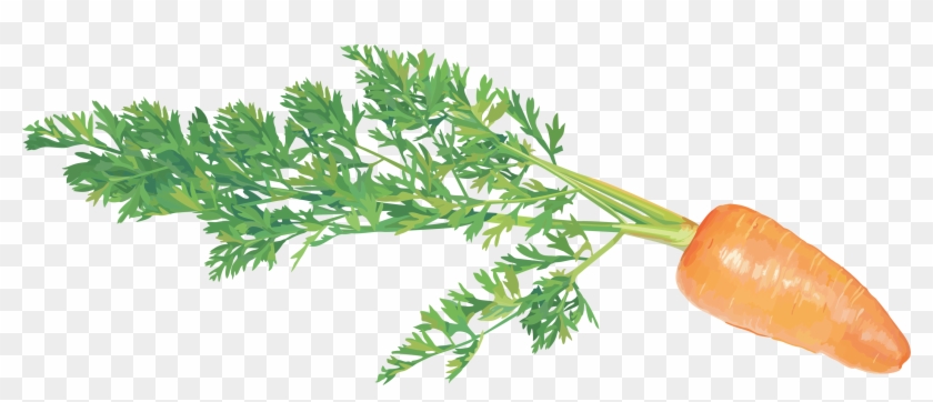 Carrot With Clear Background #934516