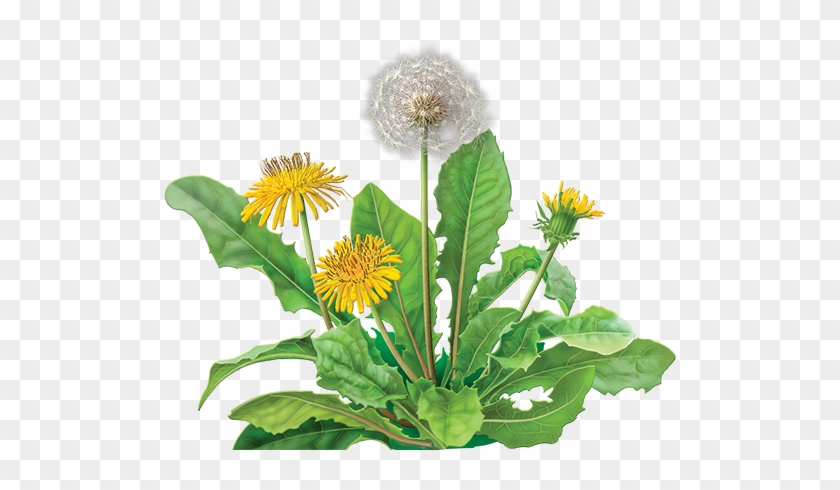 Transparency Dandelion Png Image - Dandelion Root Tea - 24 - Bag #934535