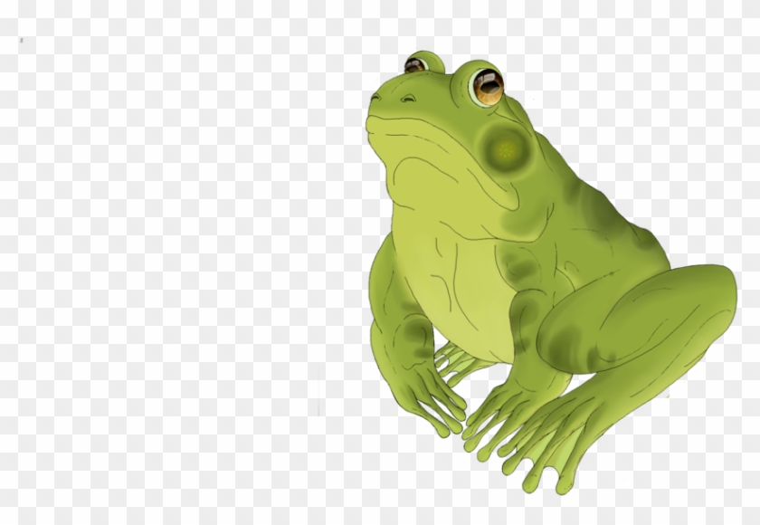Green Frog Illustration - Mink Frog #934536