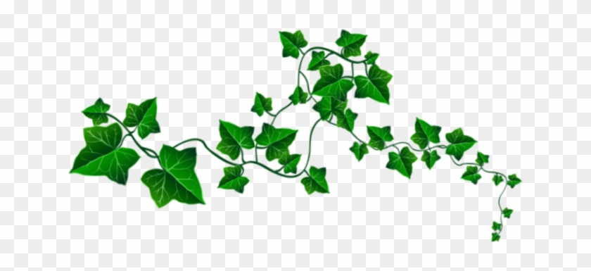 Ivy Clipart Tree Vine - Clip Art #934541