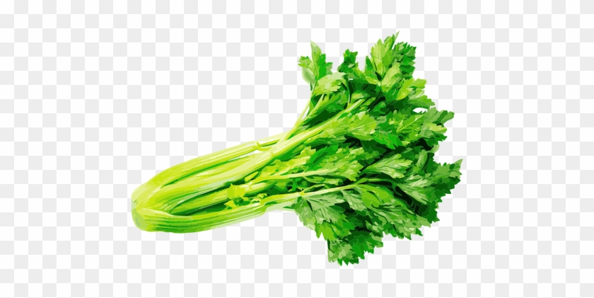 Celery Herb Illustration Transparent Png - Celery Seeds 100 Seeds Vegetable Seeds #934542