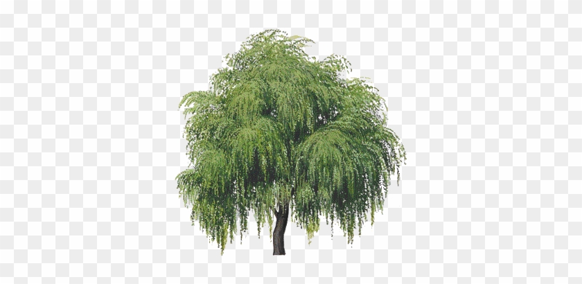 Tree Transparent Background - Willow Tree Clipart #934567