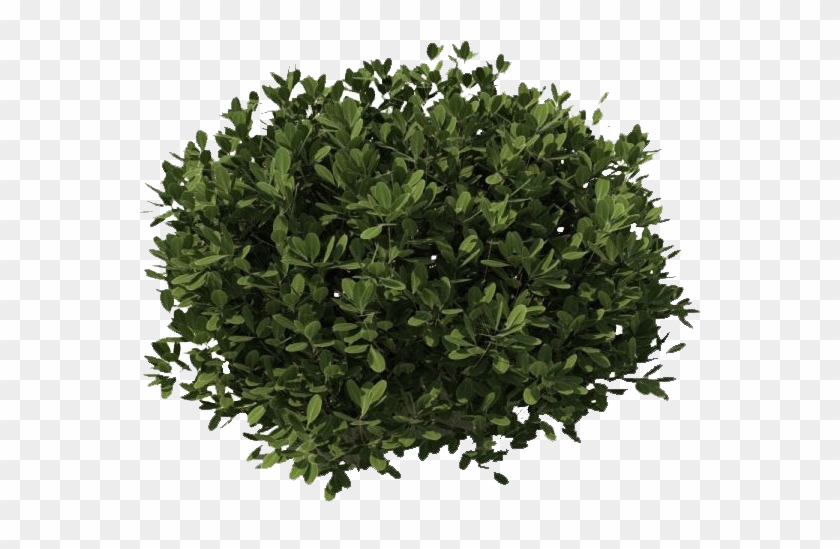 Bushes Transparent Png - Bush Transparent #934570