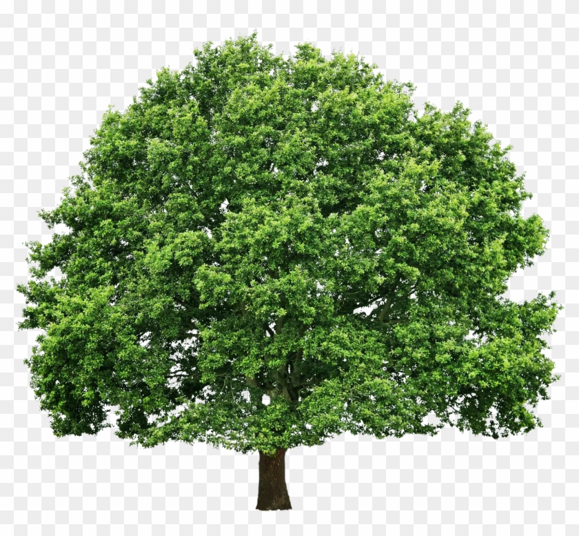 Massachusetts State Tree Name #934602