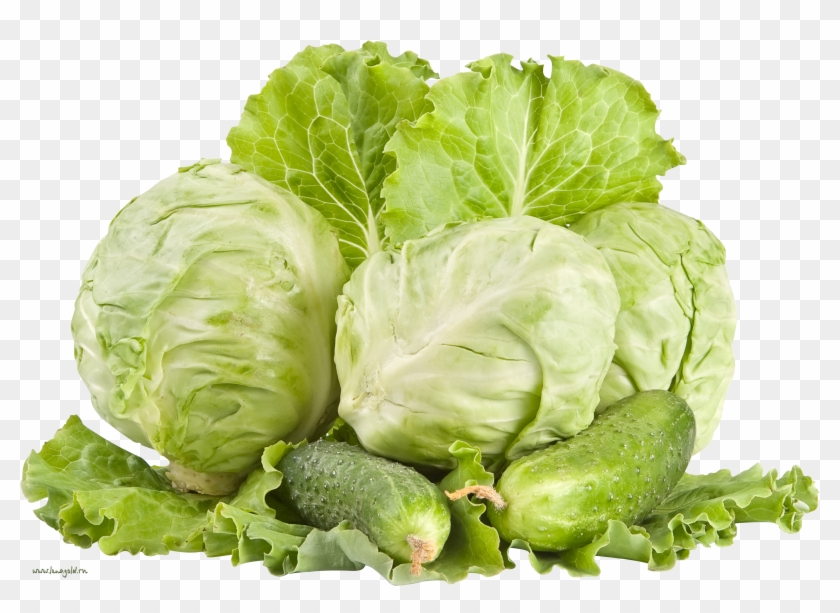Cabbage Png #934637