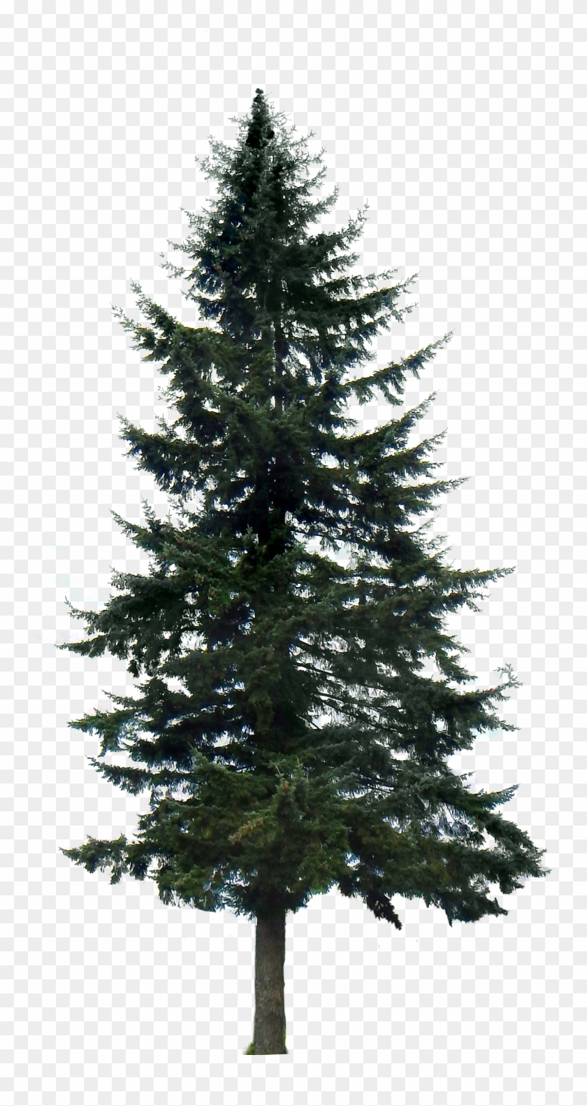 Drawn Fir Tree Transparent - Pine Tree Png #934660